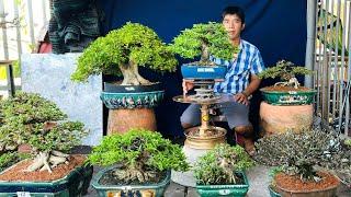 Cây cảnh 5/3 Mai Chiếu Thủy, Linh Sam, Nguyệt Quế bonsai để bàn - vườn Thơm Phan chào bán