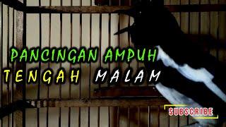 pancingan ampuh buat burung kacer rumahan malam hari