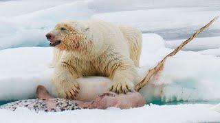 This is why the Polar Bear is the most DANGEROUS predator!