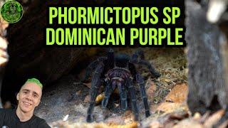 Phormictopus sp dominican purple - Rehouse/Update
