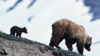 The Impact of PLANET EARTH - Inside Look INCREDIBLE FAMILIES