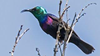 Purple banded Sunbirds nesting