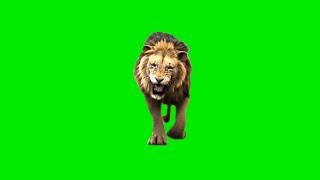 Lion Green Screen Effects (Real Footage) HD video