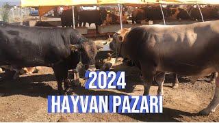 HAYVAN PAZARI GÜNCEL Fiyatlar 2024