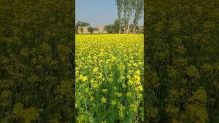 Reyal 100%️ village nature #shorts #shortvideo️ #trendingshorts #mk india tech 99