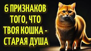 Моя Кошка, Древняя Душа: "Почему Это Оставалось Незамеченным Так Долго"