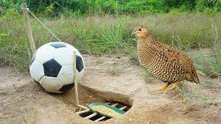 Creative building unique underground quail bird trap using football | Easy make quail bird trap