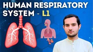 Human Respiratory System | Respiration - Lecture 1 | LearnMax Academy