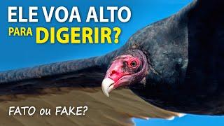 URUBUS VOAM ALTO para DIGERIR? Arara-azul não é azul? | FATOS e FAKES do Planeta Aves!