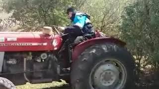 Arrancando árboles con Massey Ferguson 157 ebro