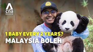 Why Malaysia's Panda Keeper Is Famous In China