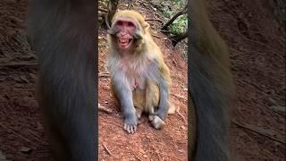 Funny Monkey Viral Video #comedy #funny #trending #viralvideo