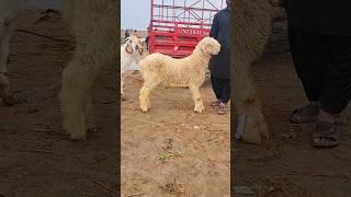 #Gulabi #Mundra #Tota #face Malik Imran goat farm #short #video