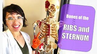 Bones of the Ribs and Sternum