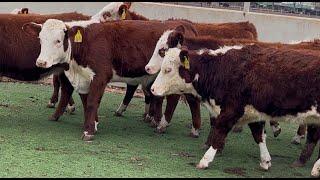 J&J Cattle Co: Hereford Replacement Heifers