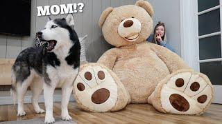 Hiding From My Dog Behind Giant Teddy Bear!