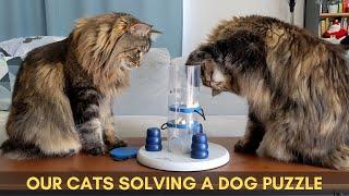 Norwegian Forest Cats solving a puzzle for dogs | Trixie Dog Activity | Part 1