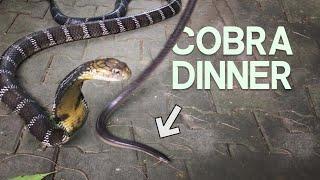 SNAKE VS SNAKE - KING COBRA FEEDING WITH CHRISWEEET