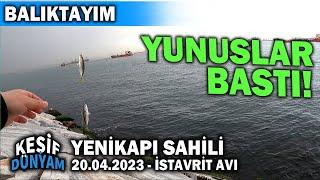 Yenikapı İstavrit Avı Nisan 2023 | YUNUSLAR BASTI! | İstanbul Güncel Balık Avı | BALIKTAYIM