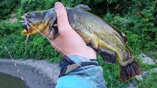 Fishing with GIANT BULLHEADS For Bait!! (Big Fish)