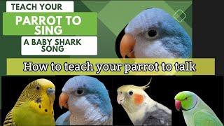 How to Teach  Your Parrot to Talk | Teach Your Parrot to Sing a Baby Shark Song | Quaker PARROT 