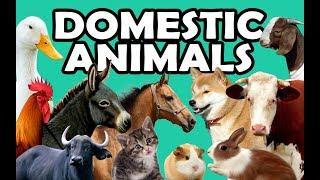DOMESTIC ANIMALS | Learn Domestic Animals Sounds and Names For Children, Kids And Toddlers