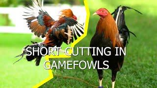 Short Cutting in Gamefowls