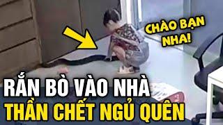 Hoảng hồn 'RẮN VÀO NHÀ' bé gái không biết nên lao đến 'NGỊCH RẮN' rất may thần chết đã ngủ quên