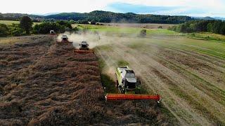 Řepka 2021 - FARMA-SIXTA