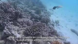 CORAL PROPAGATION THE ORGANIC APPROACH