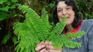 Let's ID: maidenhair fern (Adiantum aleuticum)