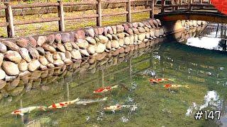 Quiet Koi Pond by the River（Miwa, Gifu）