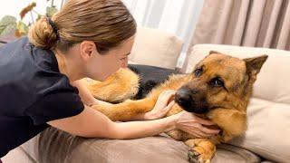 Funny German Shepherd Reacts to Cuddles and Kisses [Cuteness Overload]