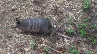 Como sobreviver perdido na selva Amazônica! Abrigos e armadilhas, para viajante e esperando resgate