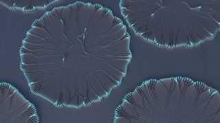 High Resolution Reaction-Diffusion Displacement