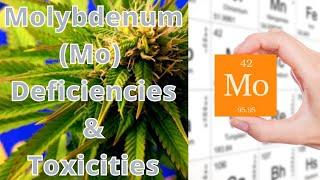 Molybdenum (Mo) - Deficiencies, & Toxicities in Plants