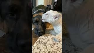 Rare White Lion with Dog | Nouman Hassan |