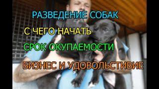 РАЗВЕДЕНИЕ СОБАК С ЧЕГО НАЧАТЬ ? СКОЛЬКО МОЖНО ЗАРАБОТАТЬ  БИЗНЕС ИДЕЯ