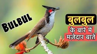 बुलबुल के बारे में 22 रोचक तथ्य || Interesting facts about Bulbul in Hindi