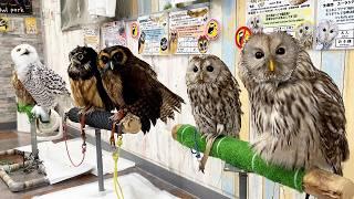 Japan's Special Owl Cafe! | Owl park Tokyo