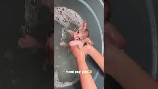 Kucing lucu lagi mandi pagi#shorts