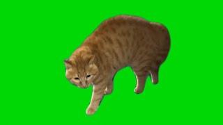 Creepy Talking Cat Green Screen