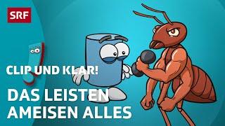 Clip und klar! – Warum sind Ameisen so stark? | Kindervideos | SRF Kids