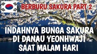 INDAHNYA BUNGA SAKURA DI DANAU YEONHWAJI SAAT MALAM HARI,BERBURU SAKURA PART 2