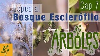 Árboles Documental // Capitulo 7 Especial Día del árbol: Bosque Esclerofilo