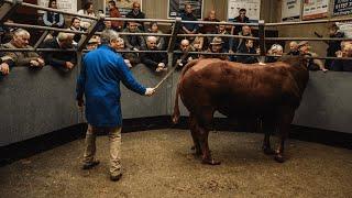 Selby Cattle market. Market report 13th September 2023.
