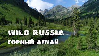 Siberia. Altai. Russia. Katunsky reserve. Golden root. Fish Grayling. Maral. Musk deer.