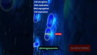 Binary Fission in Bacteria 3D Animation | Microbiology @biologyexams4u