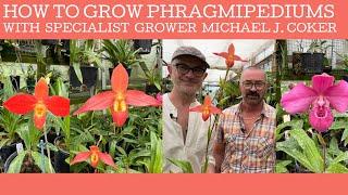 How to grow Phragmipedium orchids with specialist grower Michael J. Coker.