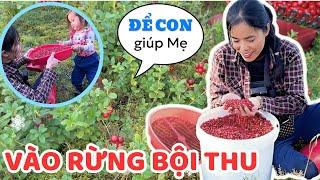 Finnish husband welcomes Vietnamese wife to pick Lingonberry - Thuy Jyri Family Finland